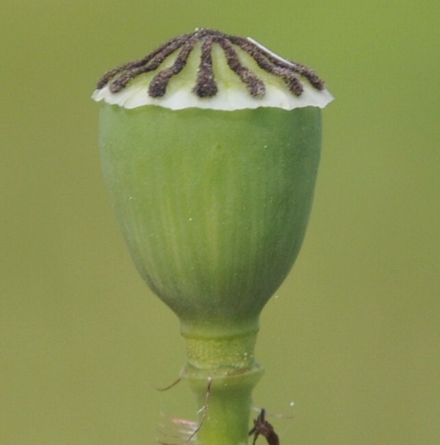 Изображение особи Papaver rhoeas.