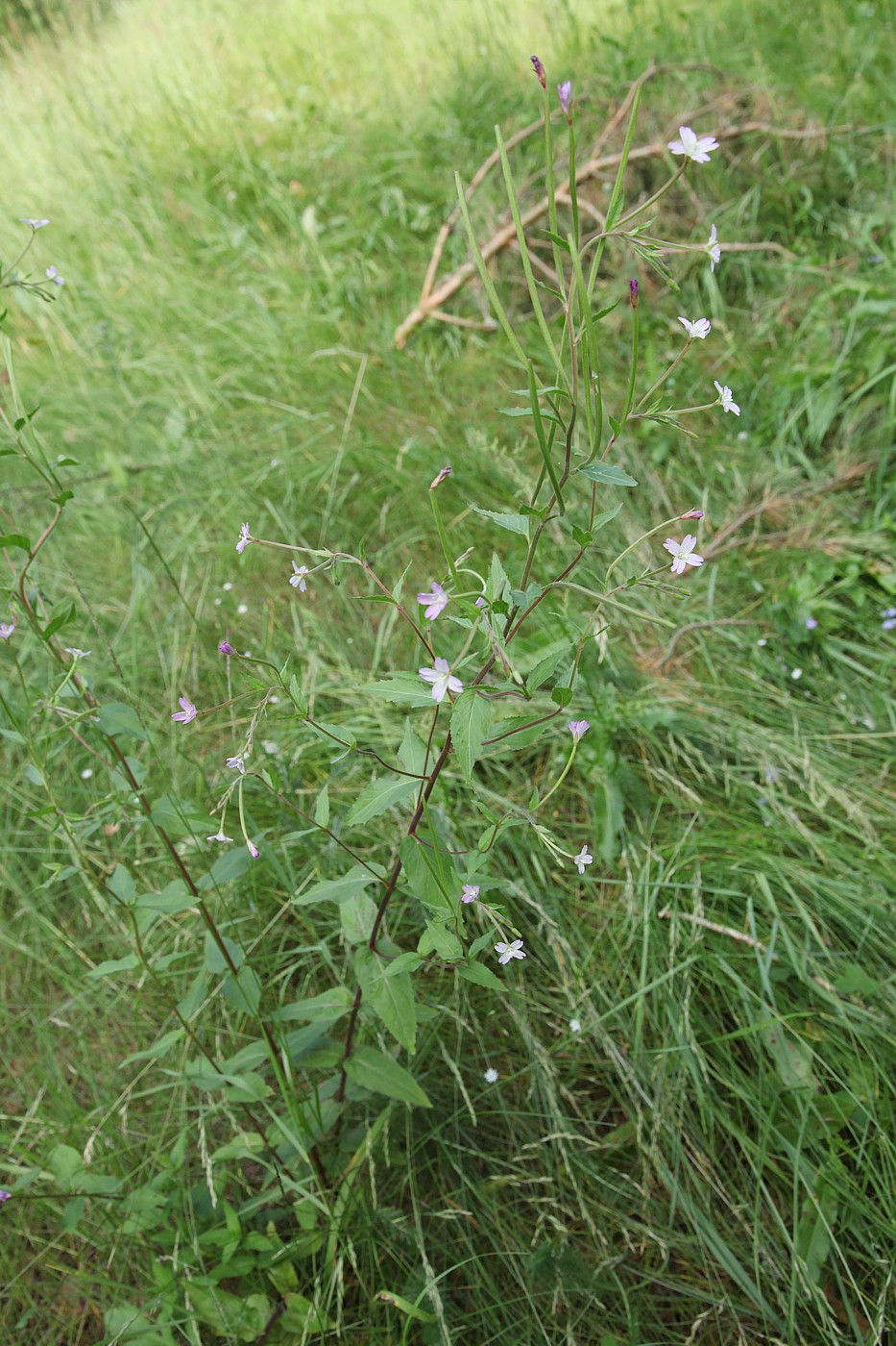 Image of Epilobium montanum specimen.