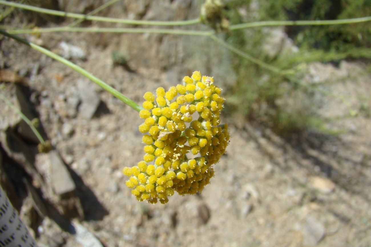 Image of Seseli giganteum specimen.