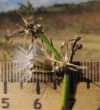 Chondrilla juncea. Верхушка побега с соплодием с созревшими семянками. Краснодарский край, Темрюкский р-н, гора Дубовый Рынок, злаково-разнотравный луг. 03.09.2017.