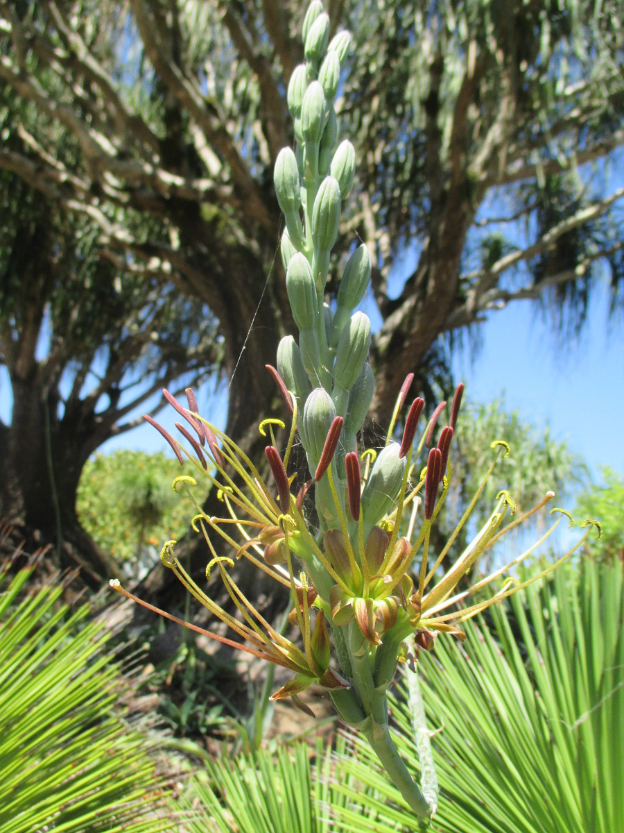 Image of Manfreda variegata specimen.