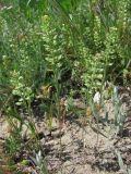 Alyssum turkestanicum var. desertorum