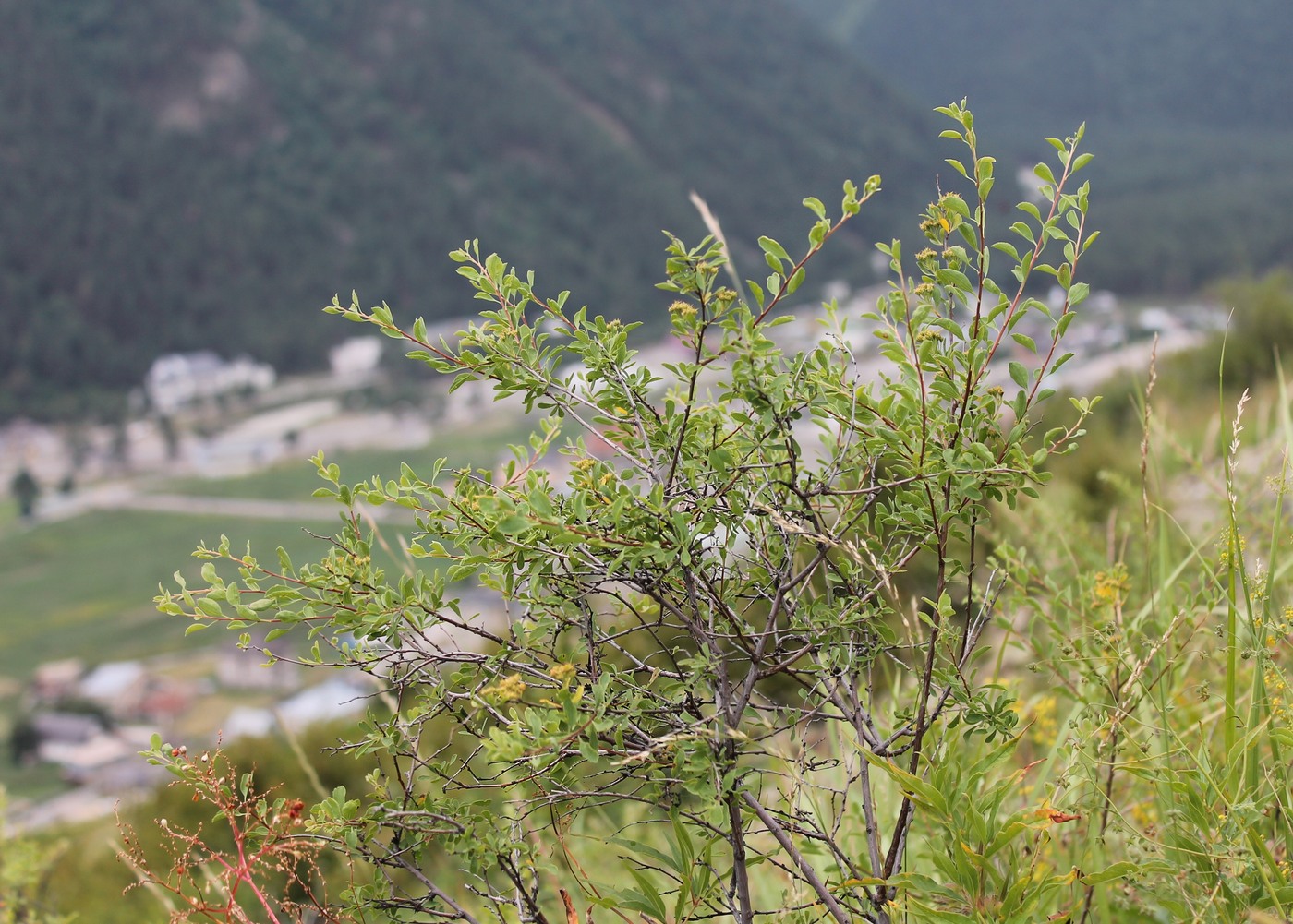 Image of Spiraea crenata specimen.