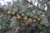 Juniperus oxycedrus subspecies macrocarpa. Часть ветви с незрелыми шишкоягодами. Греция, о. Родос, высокий берег моря над пляжем. Июль 2017 г.