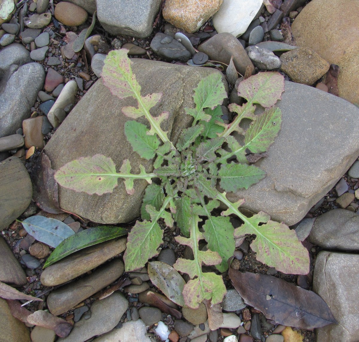 Image of Lapsana intermedia specimen.