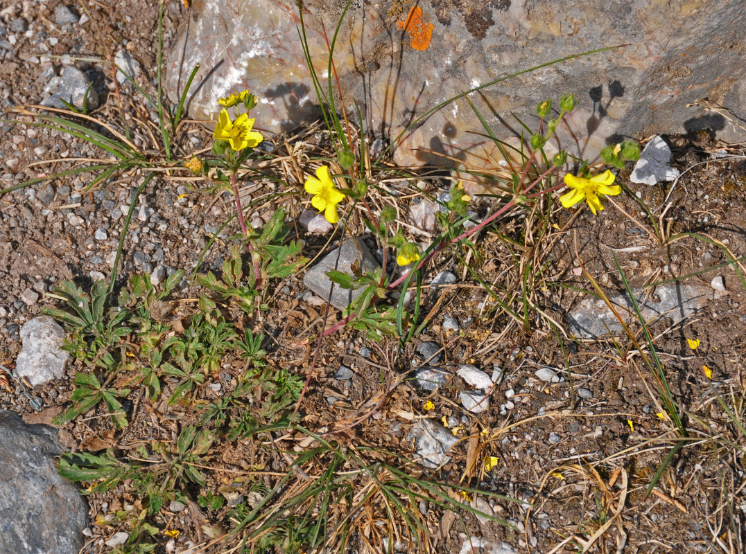 Image of genus Potentilla specimen.