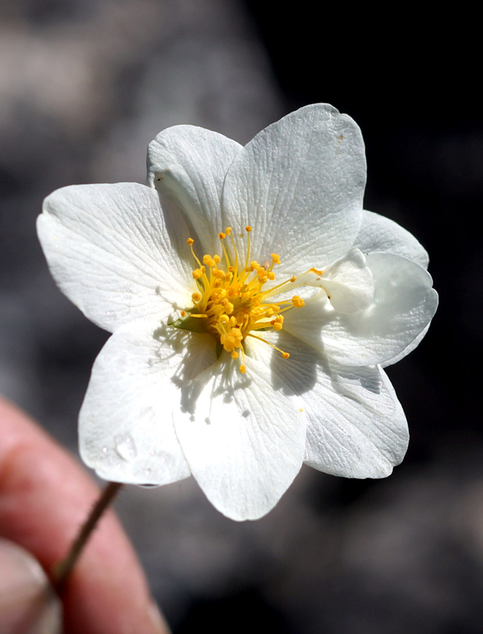 Изображение особи Dryas punctata.