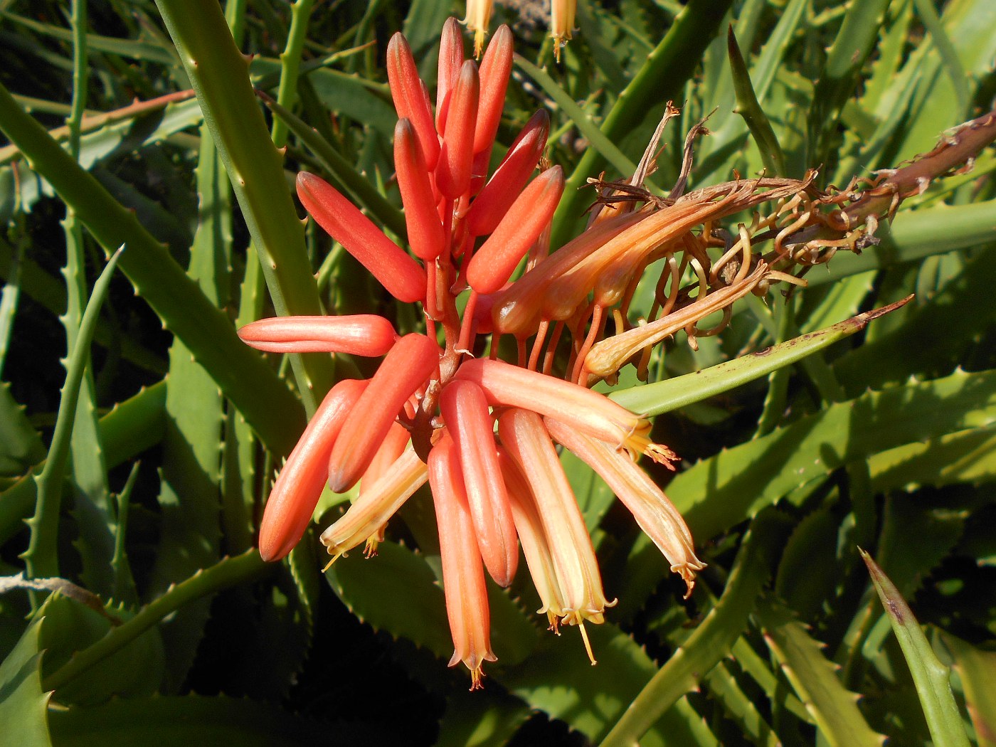 Image of Aloe elgonica specimen.