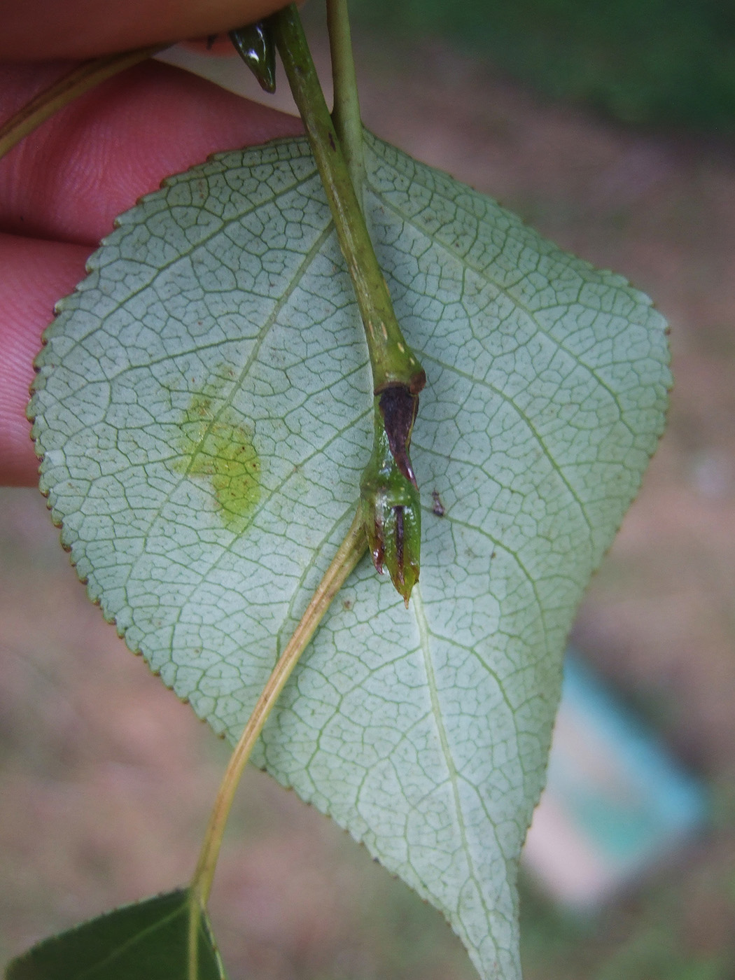 Image of Populus &times; rasumowskiana specimen.