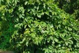 Parthenocissus quinquefolia. Нижние части побегов. Восточный Казахстан, г. Усть-Каменогорск, Архитектурно-ландшафтный музей-заповедник, в культуре. 06.06.2017.