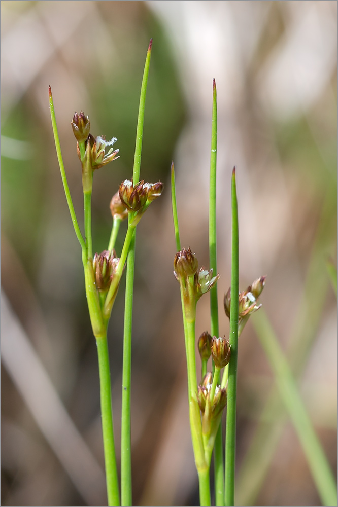 Image of Juncus articulatus specimen.