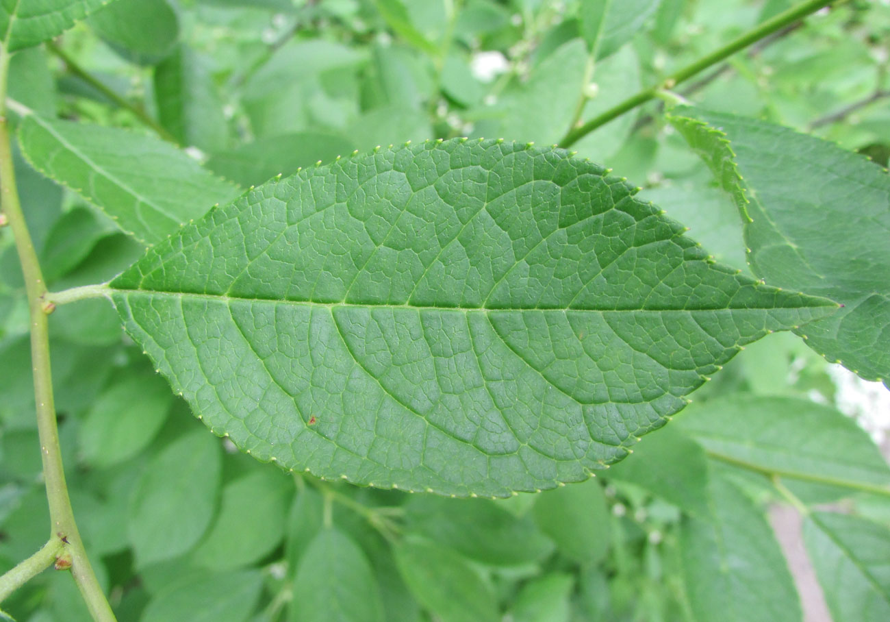 Image of Ilex verticillata specimen.