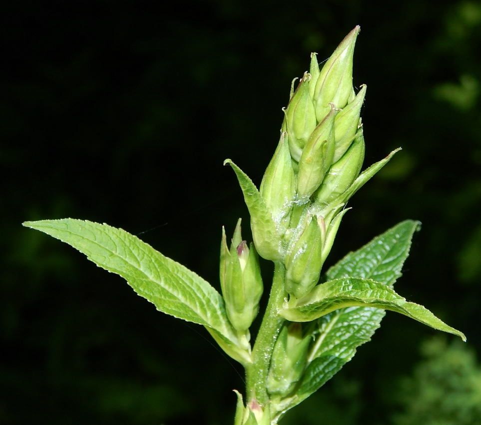 Изображение особи Campanula latifolia.