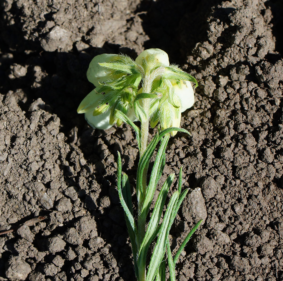 Image of Onosma simplicissima specimen.