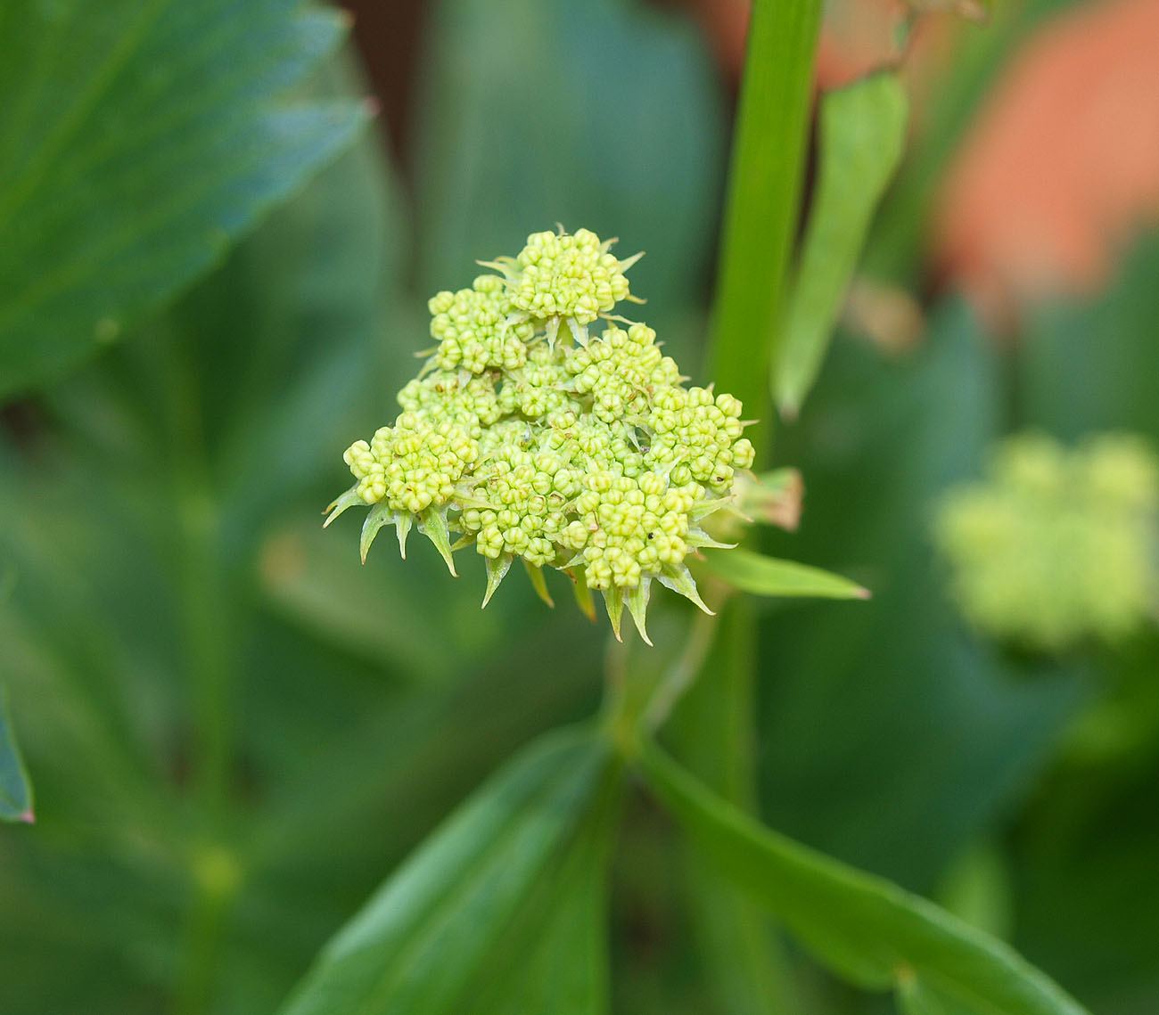 Image of Levisticum officinale specimen.