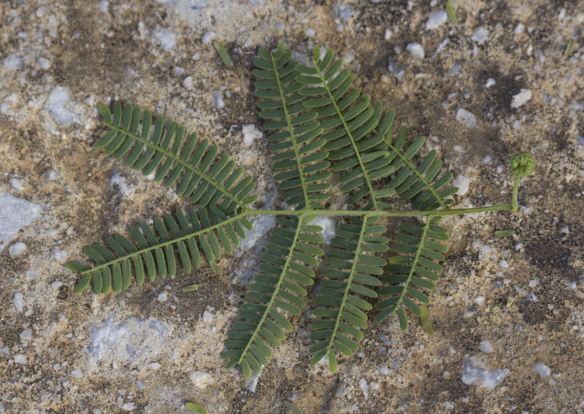 Image of Vachellia farnesiana specimen.