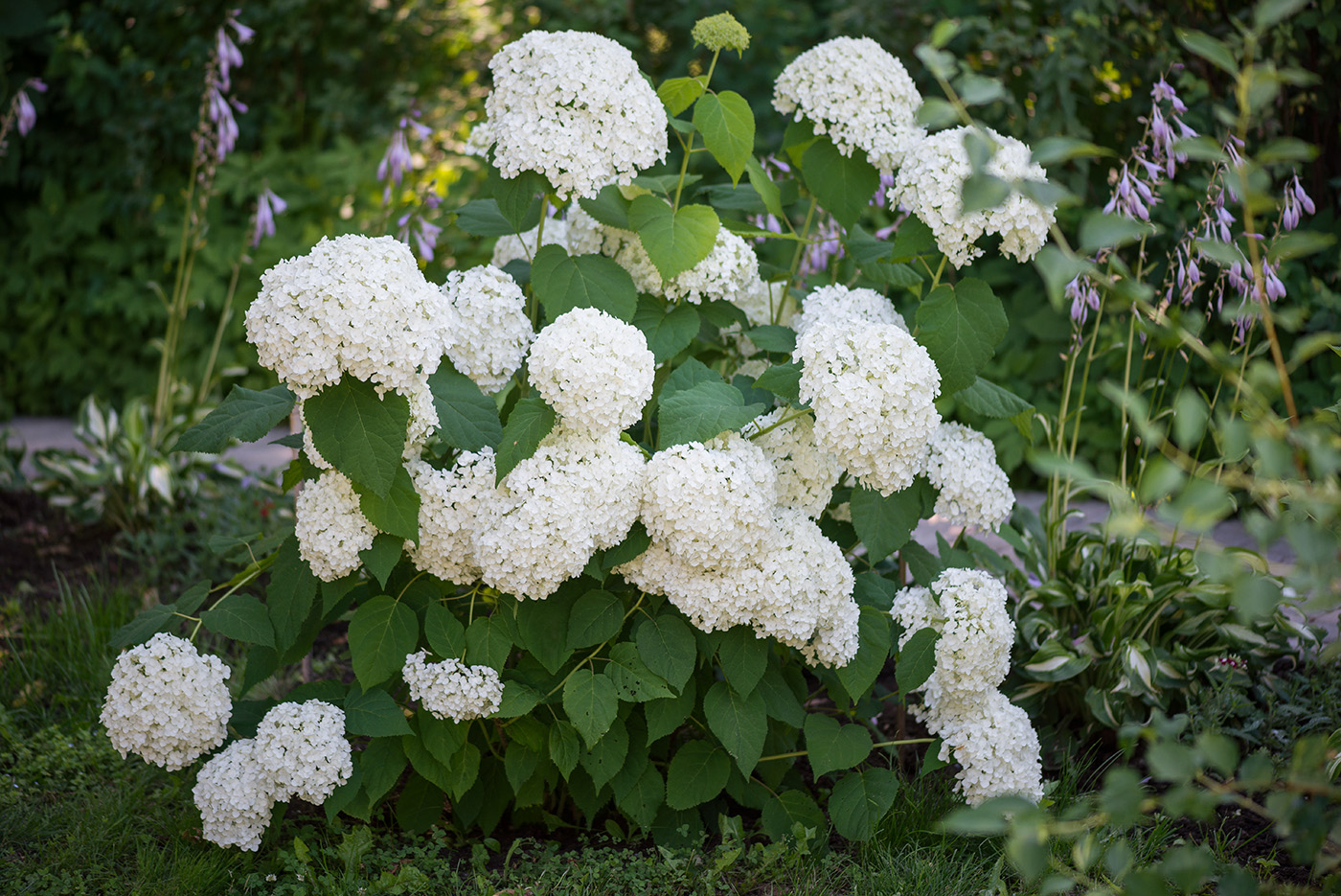 Image of Hydrangea arborescens specimen.