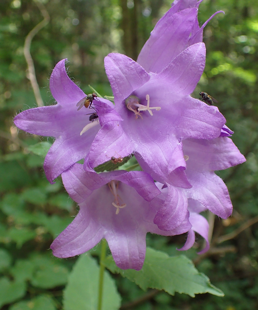 Image of Campanula latifolia specimen.