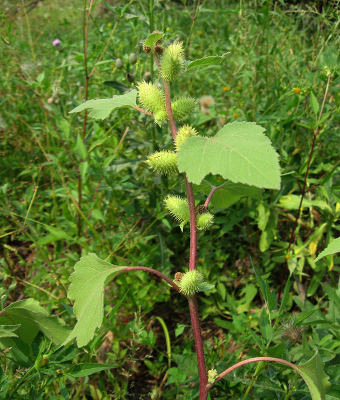 Изображение особи Xanthium orientale.