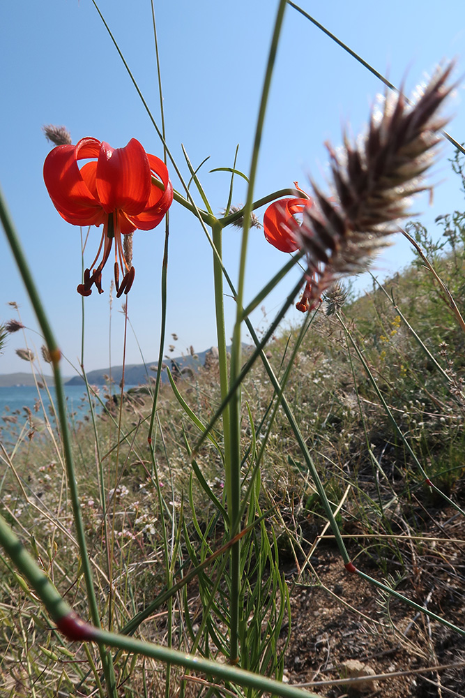 Изображение особи Lilium pumilum.