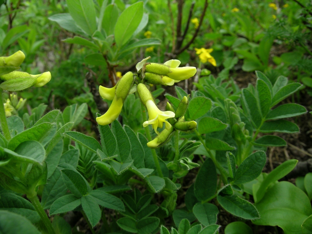 Image of Astragalus saralensis specimen.