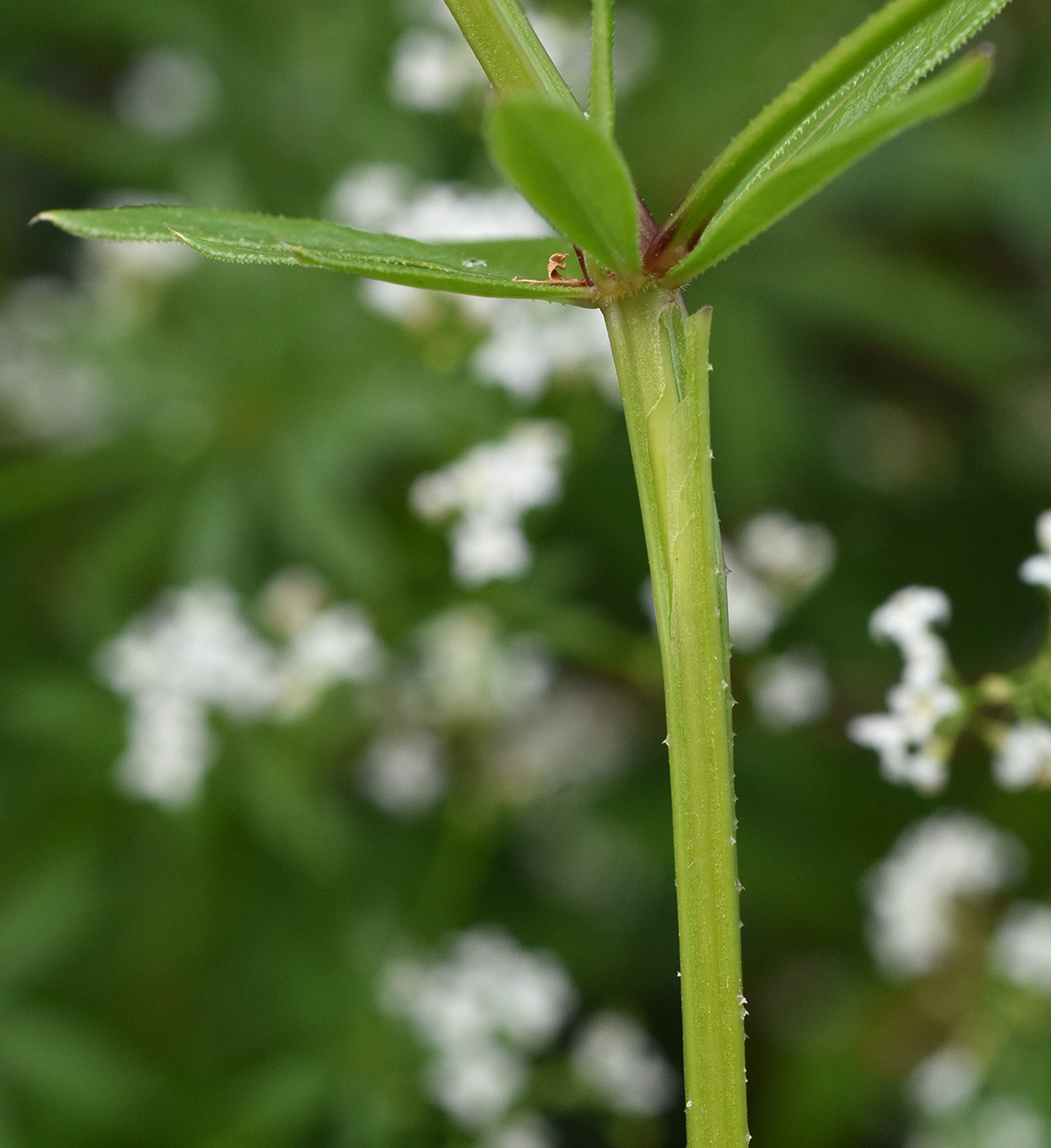 Image of Galium pseudorivale specimen.