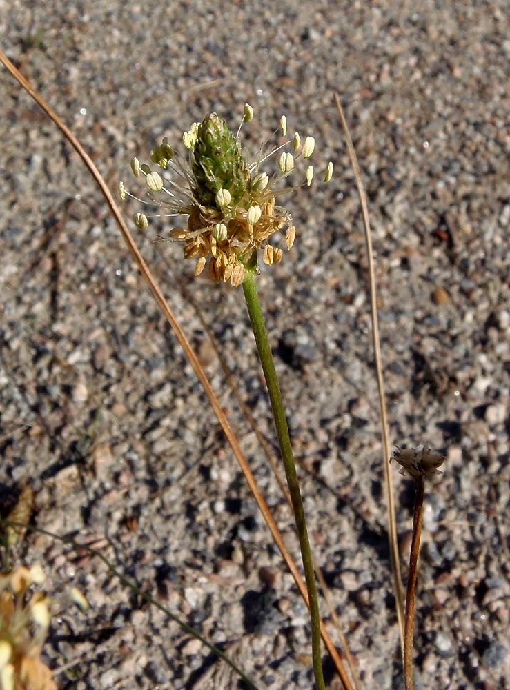 Изображение особи Plantago lanceolata.