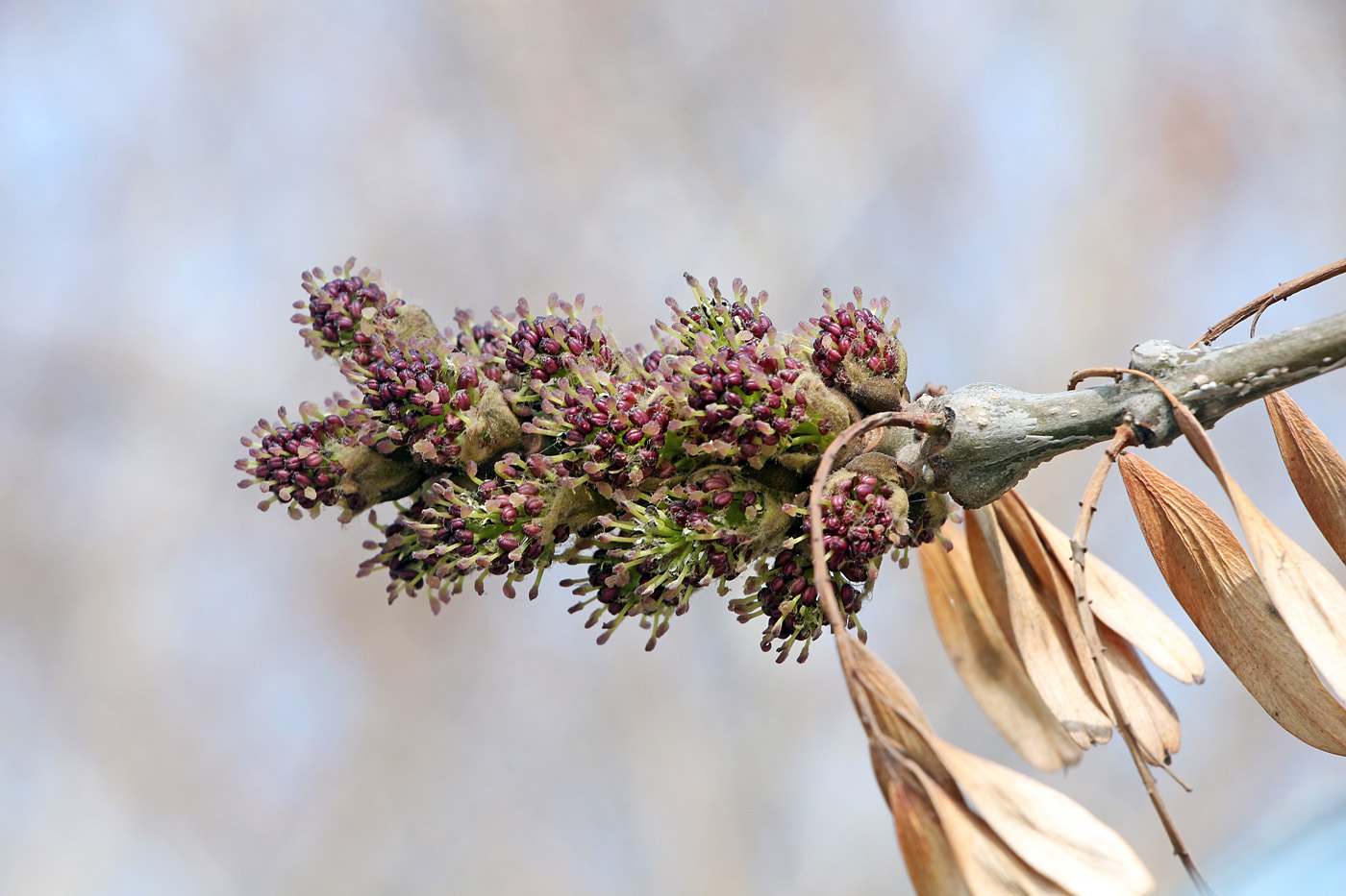 Изображение особи Fraxinus excelsior.