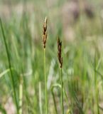 Carex praecox. Верхушки зацветающих побегов. Пермский край, г. Пермь, Кировский р-н, опушка в сосновом бору. 07.05.2020.