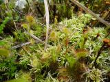 Drosera rotundifolia