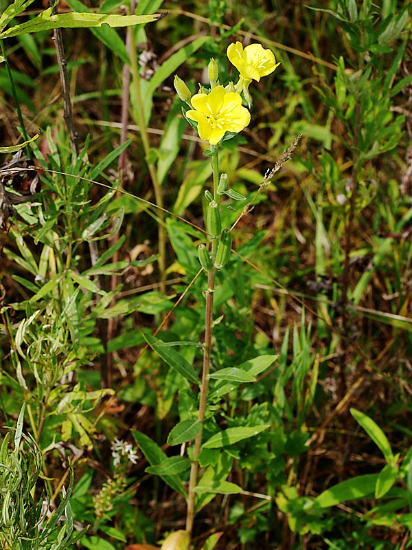 Изображение особи Oenothera parviflora.