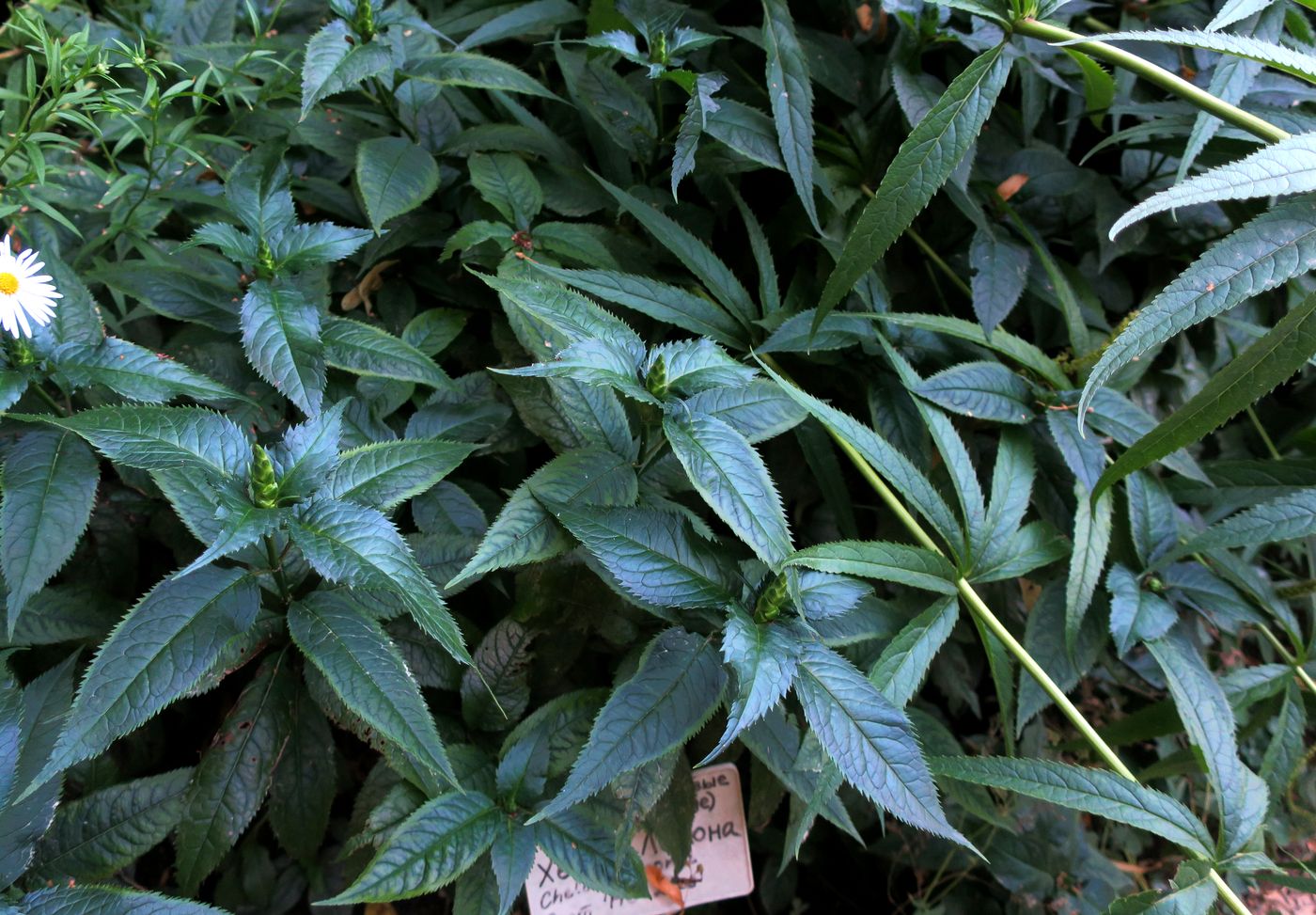 Image of Chelone lyonii specimen.