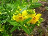 View full-size image Hypericum kalmianum