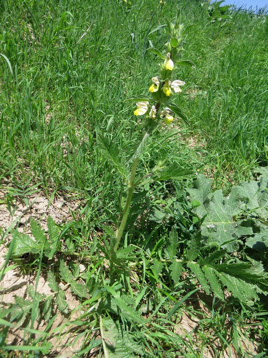 Image of Phlomoides labiosa specimen.