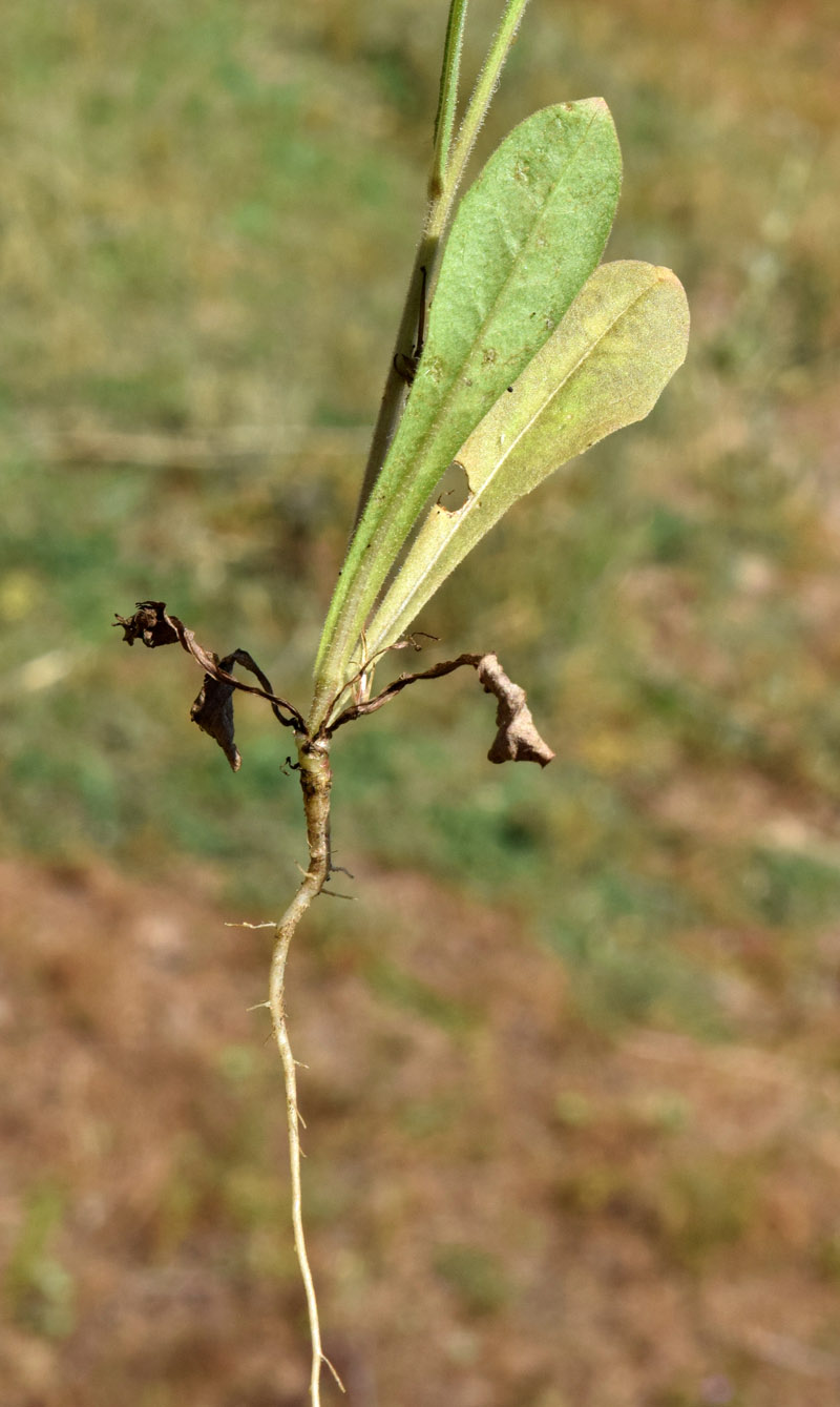 Image of Crepis pulchra ssp. turkestanica specimen.