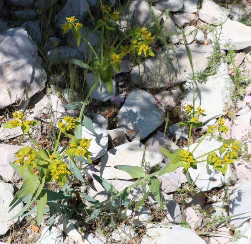 Image of Euphorbia glareosa specimen.