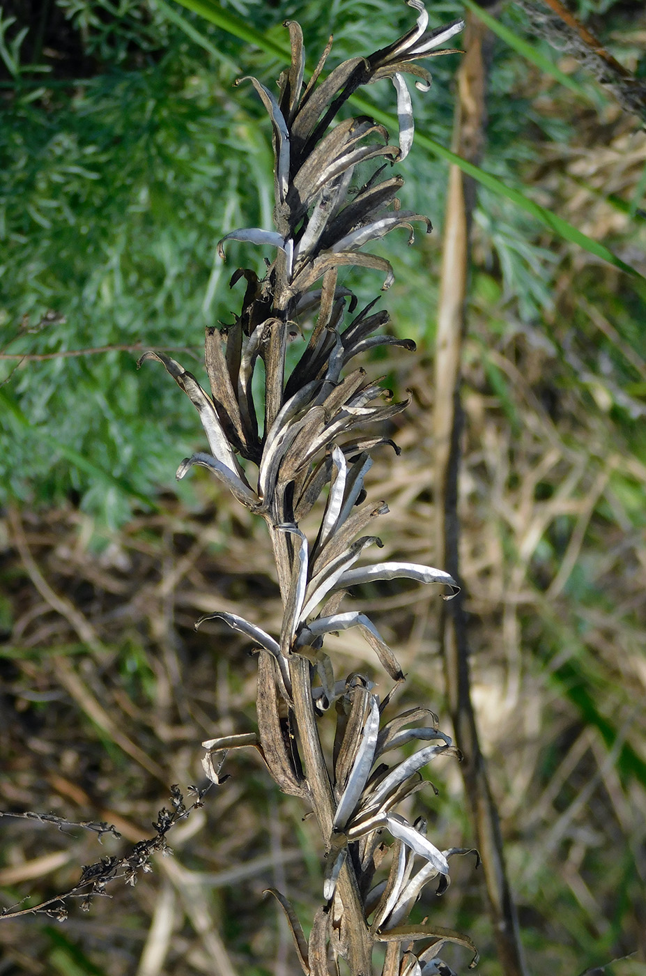 Image of Oenothera biennis specimen.