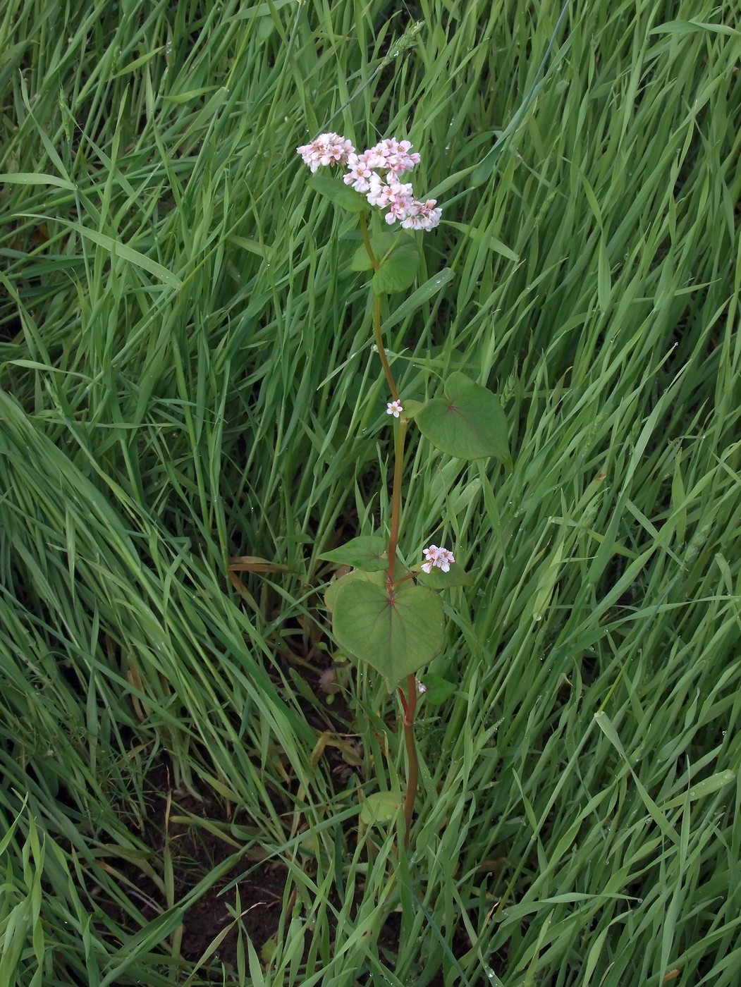 Image of Fagopyrum esculentum specimen.