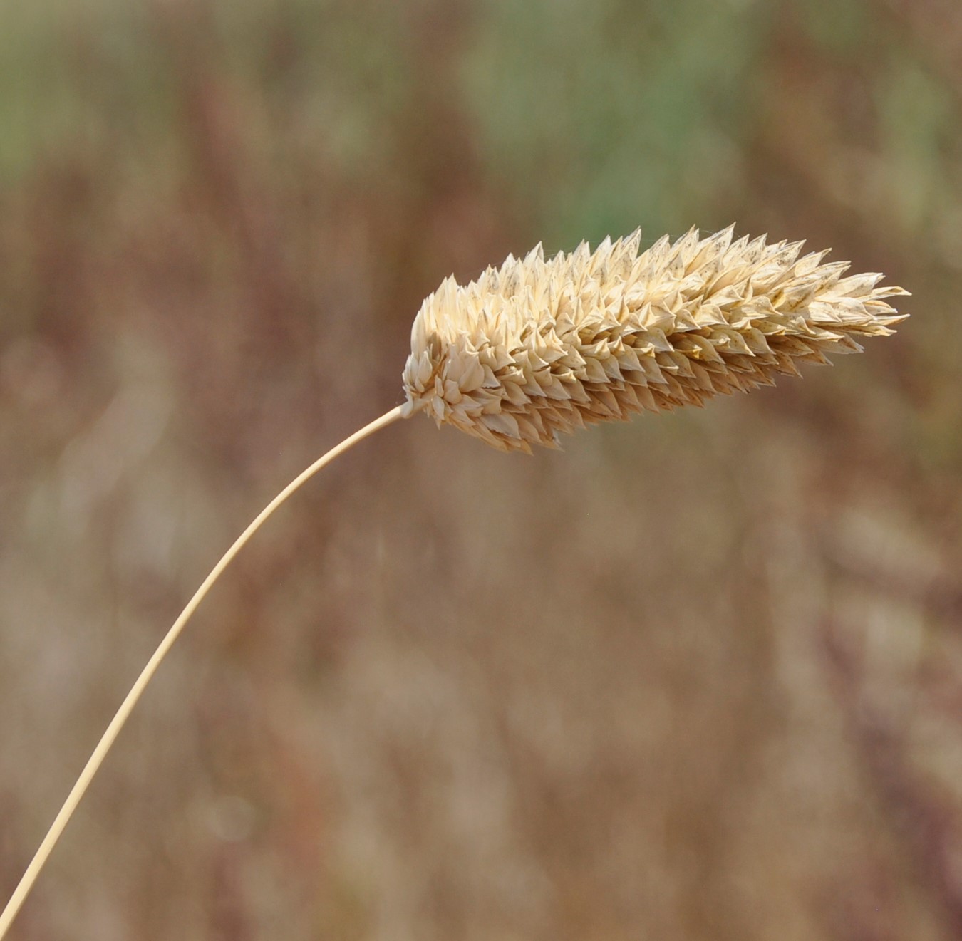 Изображение особи род Phalaris.