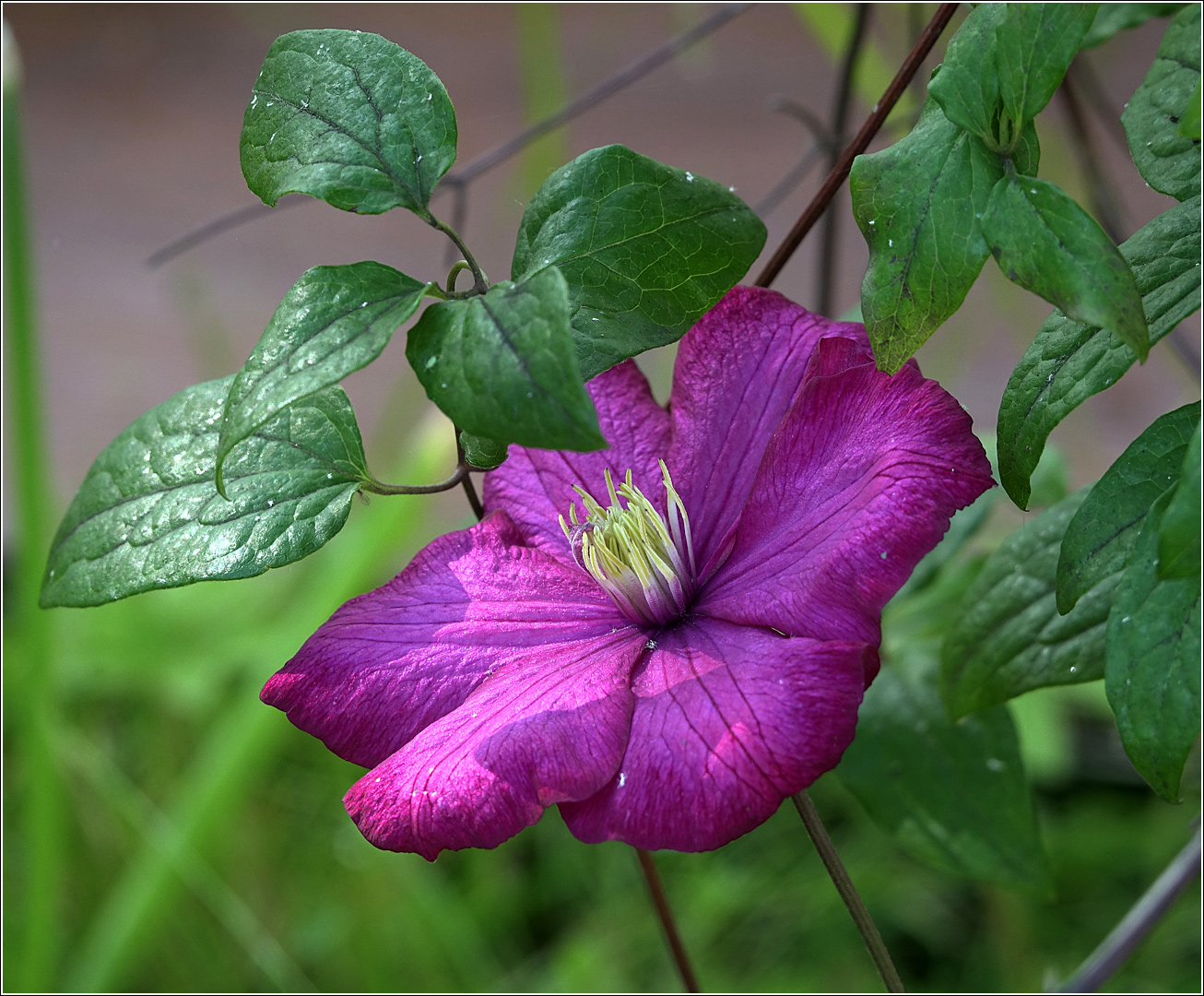 Изображение особи Clematis &times; jackmanii.