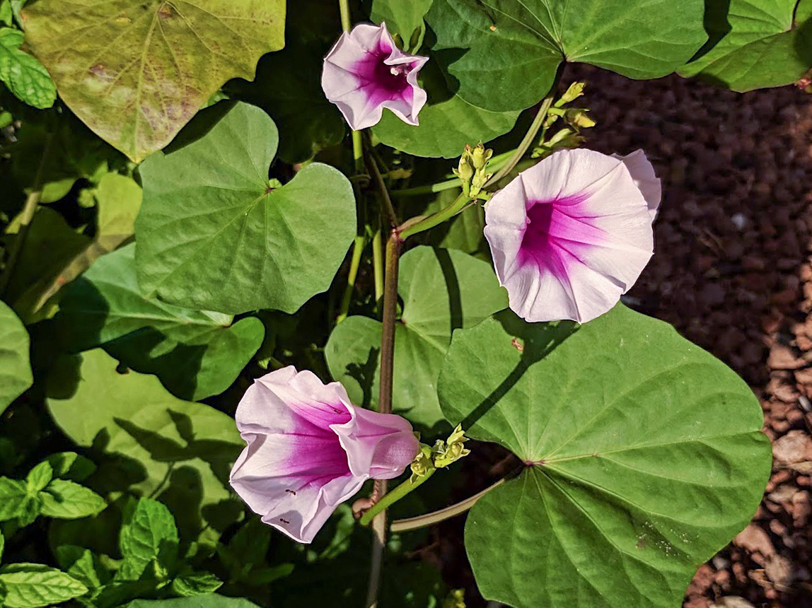 Изображение особи Ipomoea batatas.