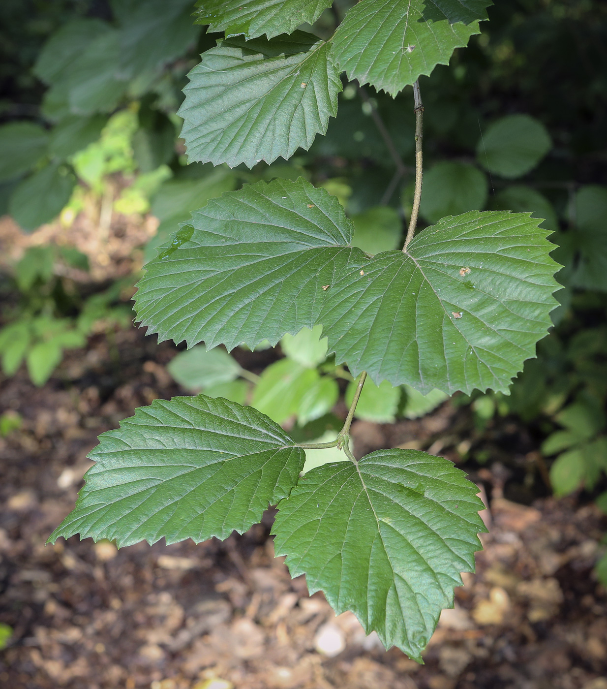 Изображение особи Viburnum setigerum.