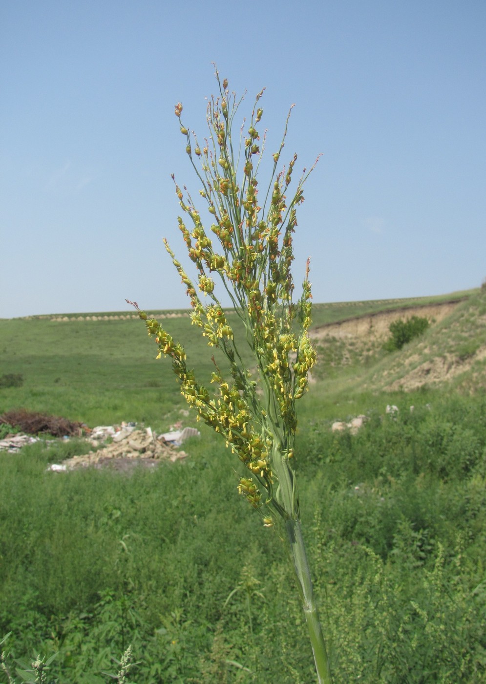 Изображение особи Sorghum bicolor.