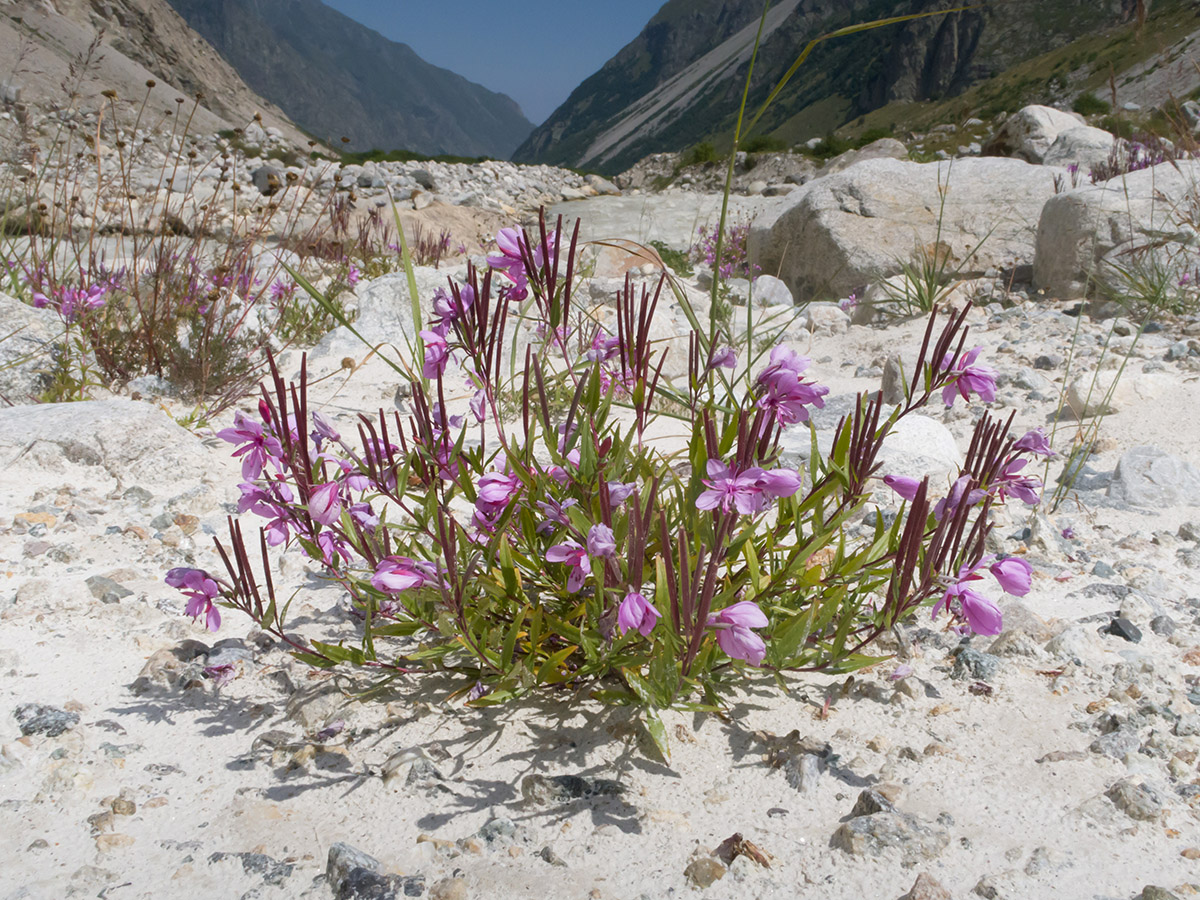 Изображение особи Chamaenerion colchicum.