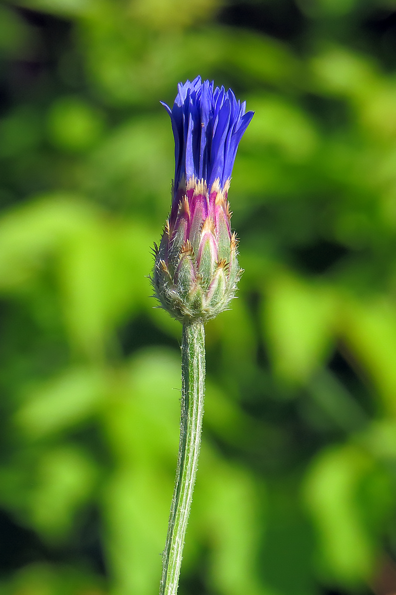 Image of Centaurea cyanus specimen.