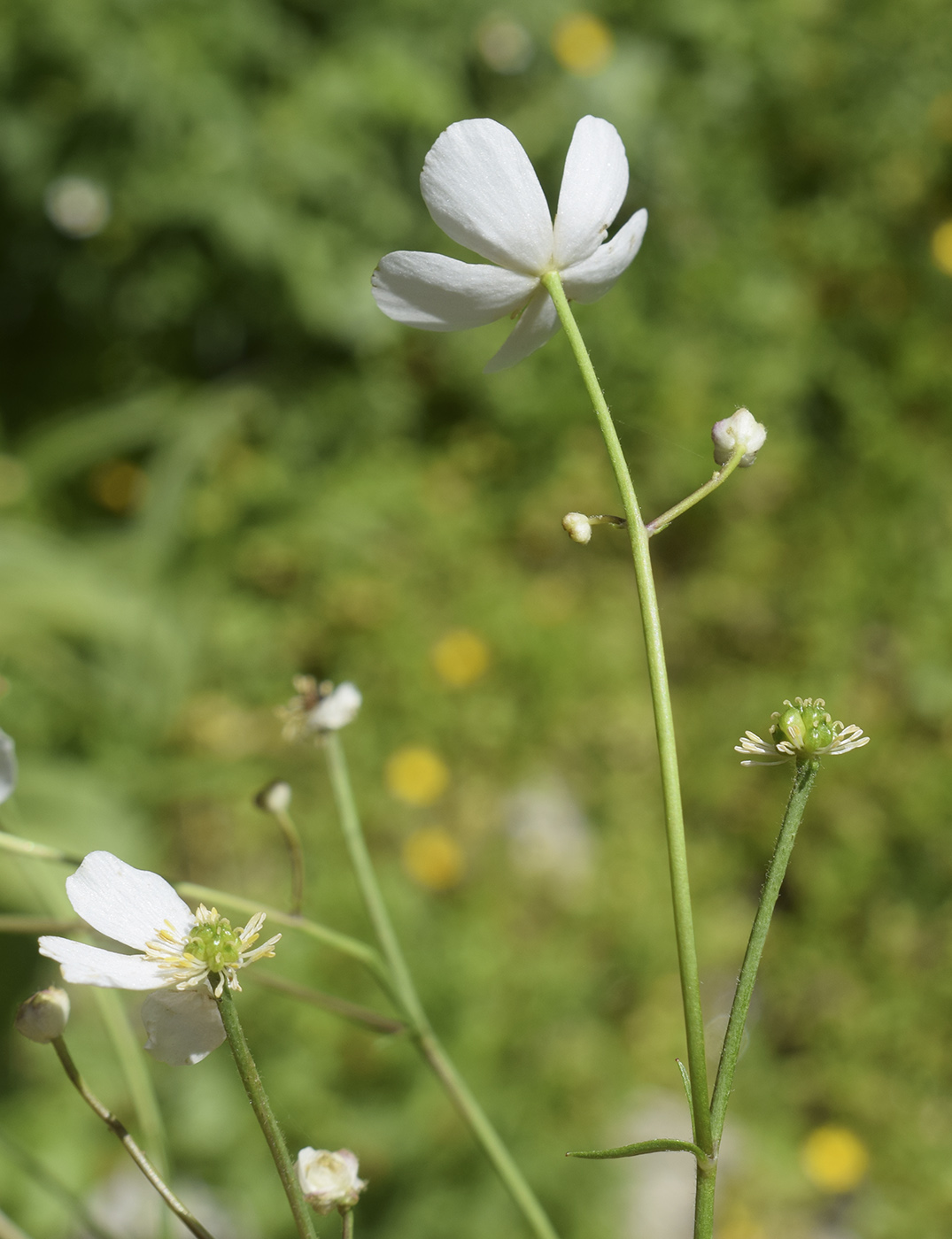 Изображение особи Ranunculus platanifolius.