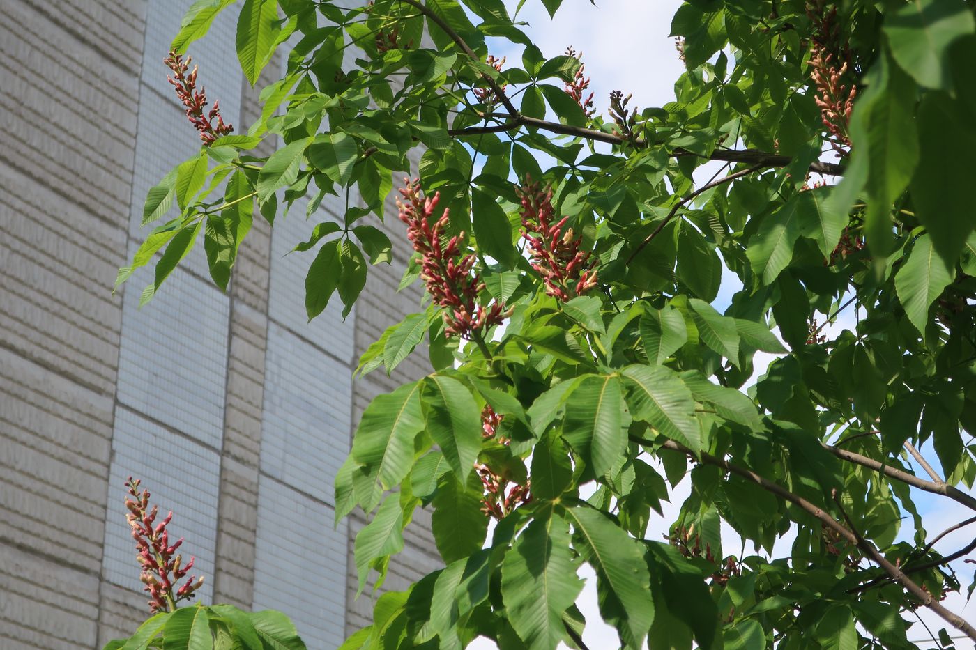 Image of Aesculus pavia specimen.