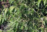 genus Salix. Ветви с соцветиями. Бутан, дзонгхаг Тхимпху, г. Тхимпху. 01.05.2019.