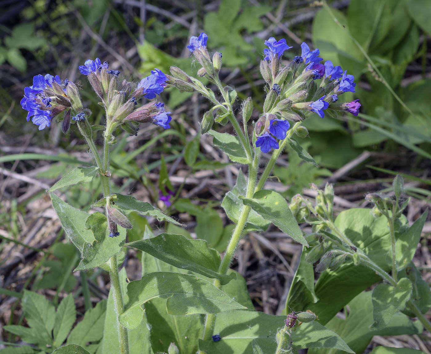 Изображение особи Pulmonaria mollis.