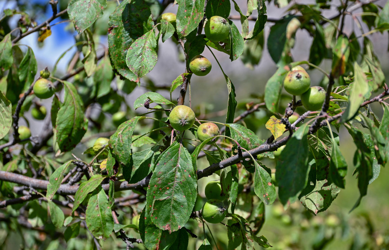 Изображение особи Malus sieversii.